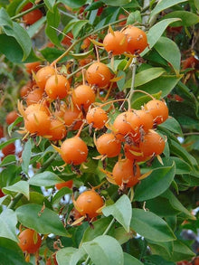 Calypso Orange Ornamental Hot Pepper Seeds (Capsicum annuum) for a reliable harvest in the backyard garden and spicy ornamental use