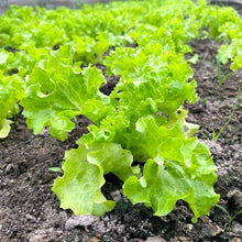 Light Green Lettuce Seeds for productive rows in the Easy to Grow, Salad Garden