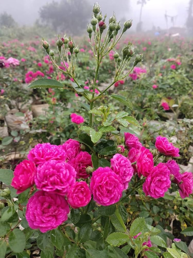 Rosa rose bonsai tree seeds for flower garden and DIY projects