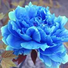 Blue Peony Seeds for a lasting display in the Garden