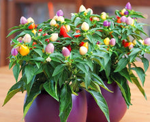 Ornamental Hot Pepper Seeds for a fresh homegrown crop from the Colorful Vegetable Gardens