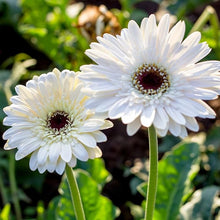 Gerbera Gerbera Jamesonii Hot Seeds for a lasting display in the Garden Indoor Pots