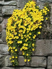 ROCK Cress Seeds for colorful blooms in the Yellow Garden