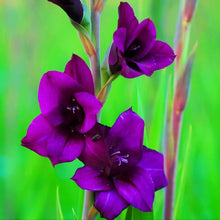 Gladiolus Seeds for colorful blooms in the Blue Garden
