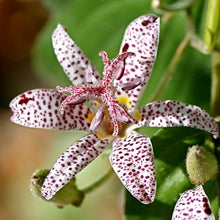 Toad Lily Seeds for colorful blooms in the White Blue Garden