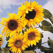 Mammoth Sunflower Seeds (Helianthus annuus) for growers filling out the flower beds and gardens