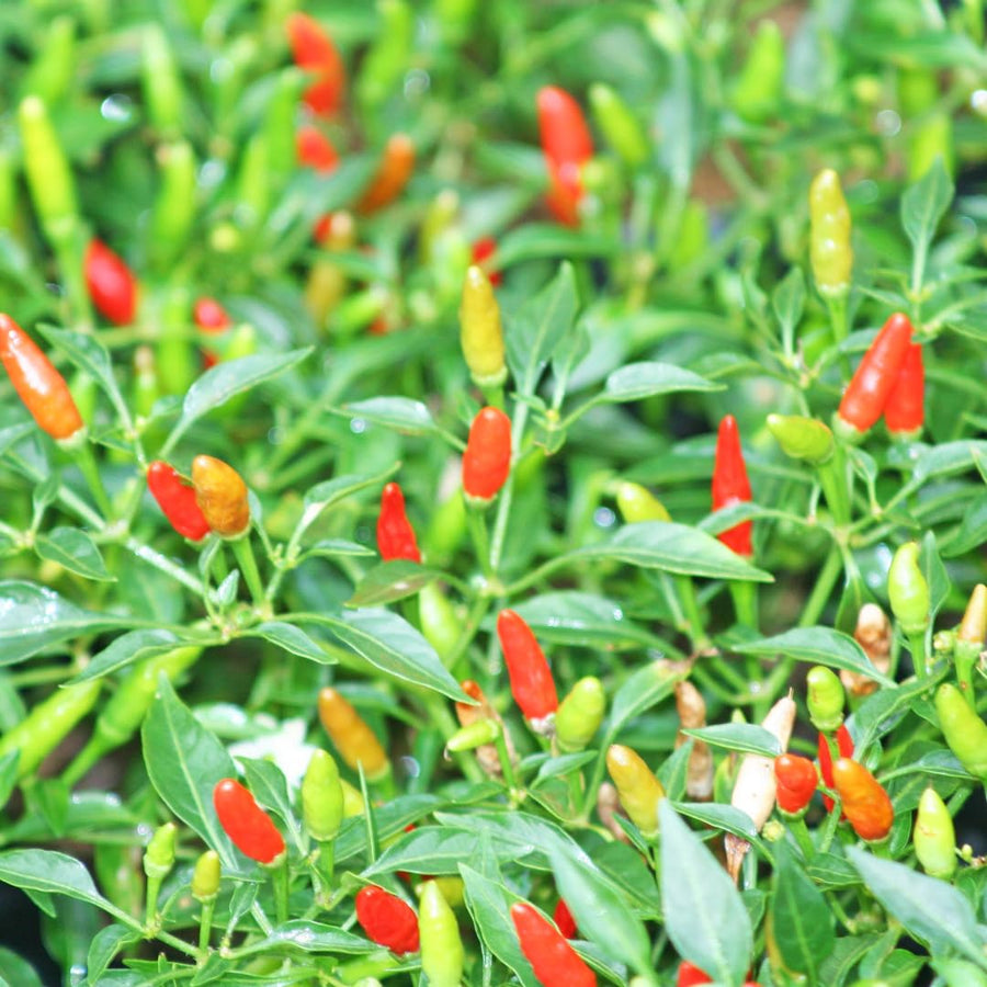 Wild (Sky Pepper Seeds – Unique Spicy Vegetable with Decorative Appeal) for planting in garden