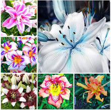 Rare Lily Seeds for long-term planting in the yard