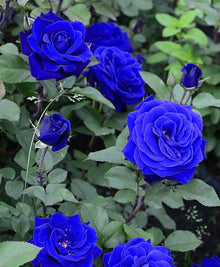 Blue Romantic Rose Seeds for a lasting display in the Home Garden Blooms