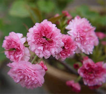 Cherry Blossom Seeds for a sweet addition to the home orchard