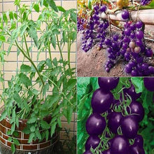Organic Purple Cherry Tomato Seeds for a productive addition to the vegetable patch