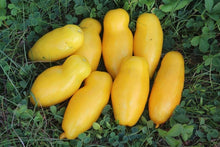 Banana Legs Tomato Seeds for growers stocking the vegetable patch