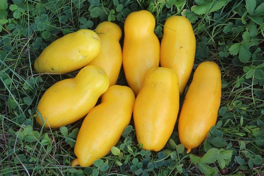 Banana Legs Tomato Seeds for growers stocking the vegetable patch