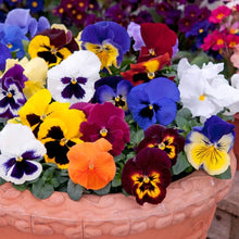 Sunburst Pansy Panola Seeds for a lasting display in the Bright, Colorful Garden Flowers