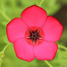 Flax Linum Grandiflorum Scarlet Seeds for a lasting display in the Pollinator-Friendly Garden Spaces