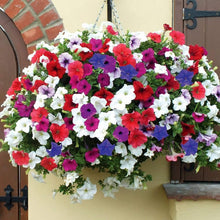 Petunia Petunia Hybrida Rare Bonsai Seeds for long-term planting in the Balcony Hanging Displays