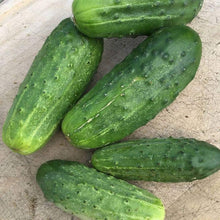 National Cucumber Seeds for growers stocking the Home Gardens