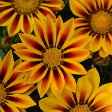 Gazania Gazania Rigens Seeds for a bright addition to the Sunny Decorative Borders