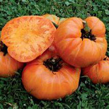 Tomato Seeds (Solanum lycopersicum) for a reliable harvest in the Kellogg's Breakfast Variety in Kitchen Garden