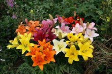 Elegant Lily Plant Seeds for colorful blooms in the Garden & Flower Bed