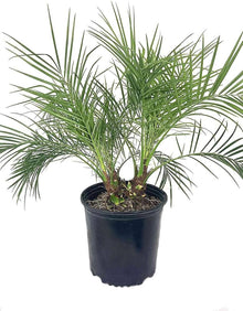 Palmetto Palm Plants for a lasting addition to the Tropical Garden