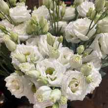 Lisianthus Eustoma Grandiflorum Sapphire Seeds for a bright addition to the Garden Indoor Floral Displays