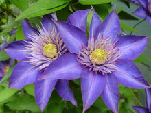 Sky Blue Clematis Clematis Florida Seeds for a bright addition to the Home Decorative Fences