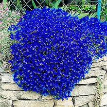Dark Blue Aquilegia Flower for garden planting
