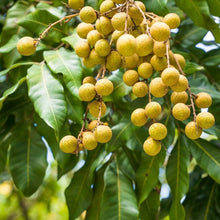 Longan Seeds (Dimocarpus longan) for sweet homegrown fruit in the Tropical Garden