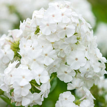 Phlox Phlox Paniculata Mixed Colors Seeds for a lasting display in the Garden Seasonal Displays