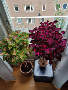 Coleus Plectranthus Scutellarioides Bonsai Herb Seeds known for indoor Decorative Gardening