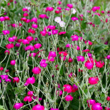 Campion Lychnis Coronaria Rose Flower Seeds for Planting – Silvery Foliage and Bright Blooms for Garden Borders