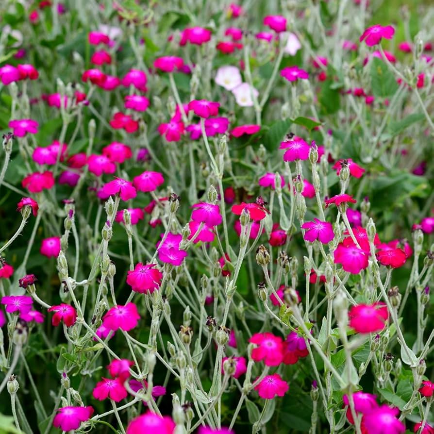 Campion Lychnis Coronaria Rose Flower Seeds for Planting – Silvery Foliage and Bright Blooms for Garden Borders