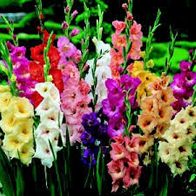 Gladiolus Mixed Colors Tall Flower - for planting in home garden