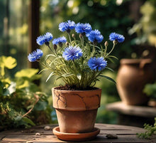 Bachelor Button Seeds for a colorful addition to any planting