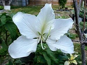 Dwarf White Bauhinia Snowy Orchid Tree for garden planting