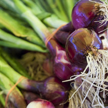 Onion Seeds (Allium cepa) for a reliable harvest in the Vegetable Patch