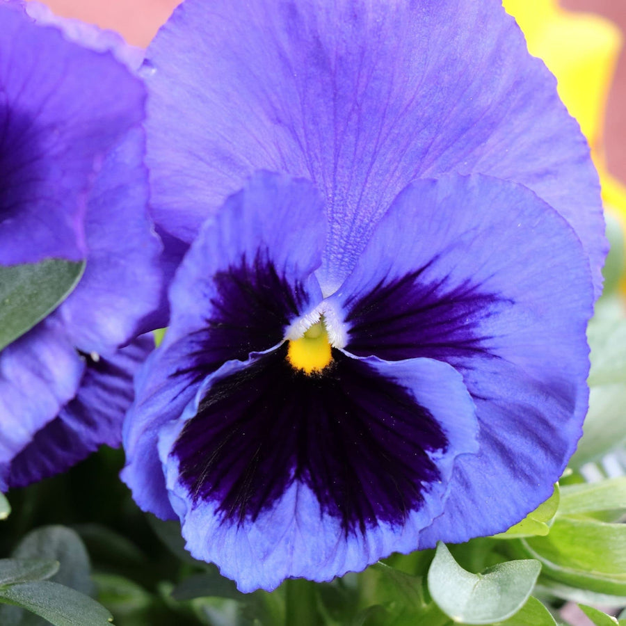 Peppermint Twist Cosmos Bi-Color Drought Tolerant Flower Seeds for long-lasting blooms