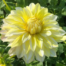 Yellow Dahlia Pinnata Seeds for growers seeking a long-blooming display