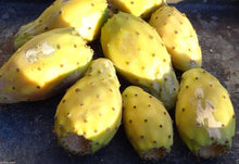 Prickly (Pear Edible Fruit Seeds – Grow Tropical Cactus Fruits at Home) for planting in garden