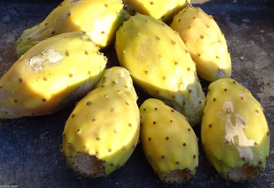 Prickly (Pear Edible Fruit Seeds – Grow Tropical Cactus Fruits at Home) for planting in garden