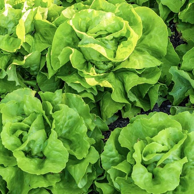 Lettuce Seeds