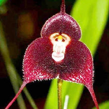 Monkey Face Orchid Seeds (Dracula simia) for seasonal color across the Indoor Garden