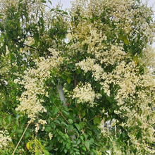 Jasmine Together Seeds (Jasminum spp.) for a lasting display in the trellises and fragrant gardens