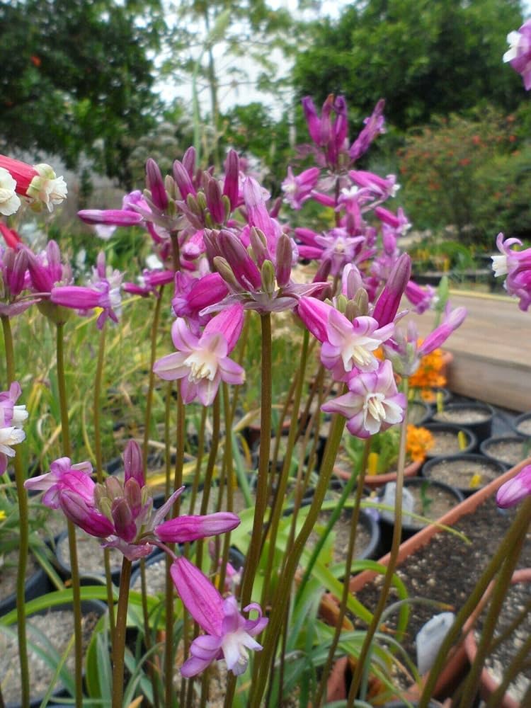 Dichelostemma Pink Diamond Ida Maia flower bulbs