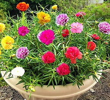 Lock Flower Lock Seeds for colorful blooms in the flower bed vegetable patch