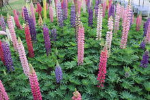 Mixed Lupine Seeds (Lupinus polyphyllus) for seasonal color across the home garden flower bed