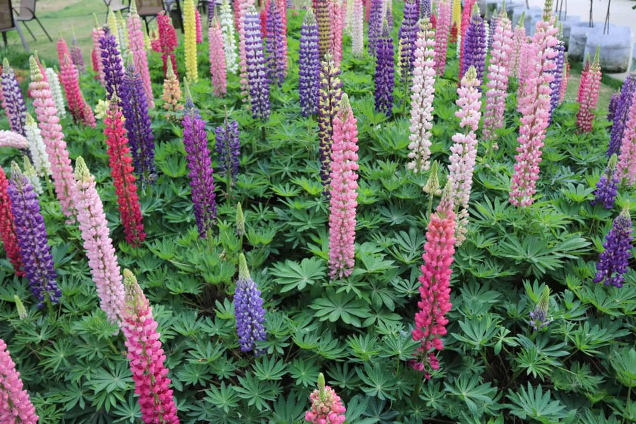 Russell Lupine Seeds Mix for planting in flower bed