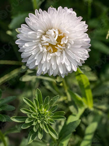 Duchess White Peony Aster Callistephus Seeds for gardeners building out beds and borders
