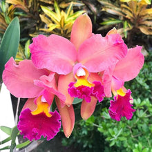 Exotic Orchidea Cattleya Seeds for a bright addition to the Mini Garden